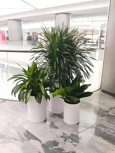 宁波镇海绿化养护公司